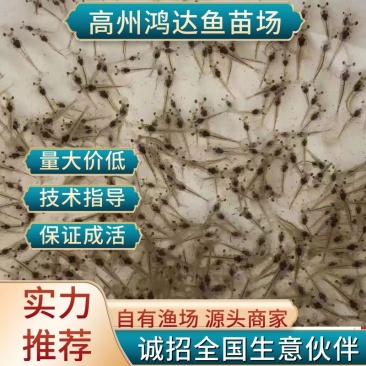【推荐】河虾苗/青虾苗/基地一手货源全国包邮