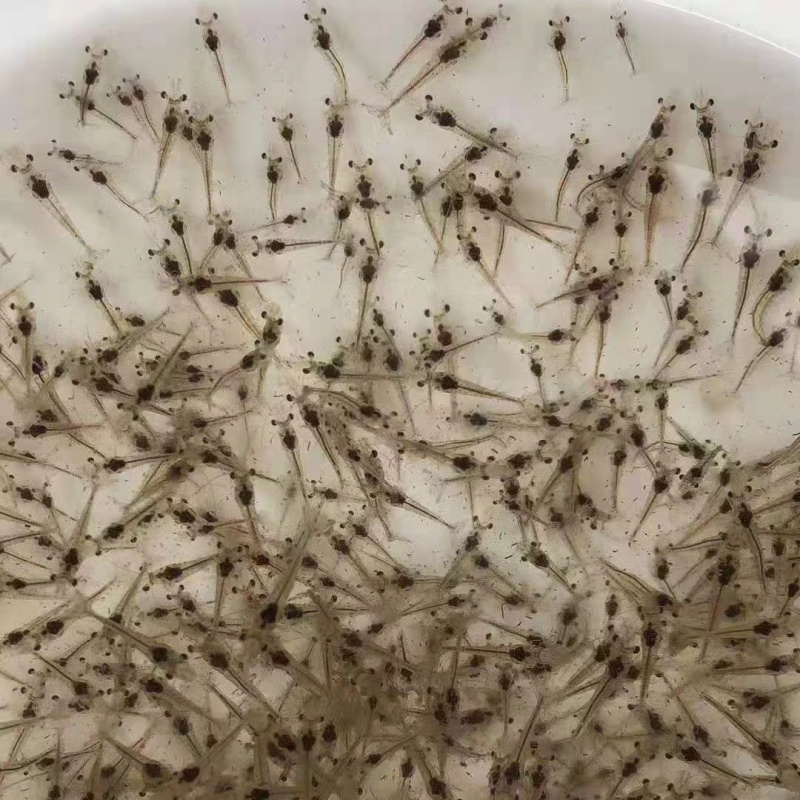 【推荐】河虾苗/青虾苗/基地一手货源全国包邮