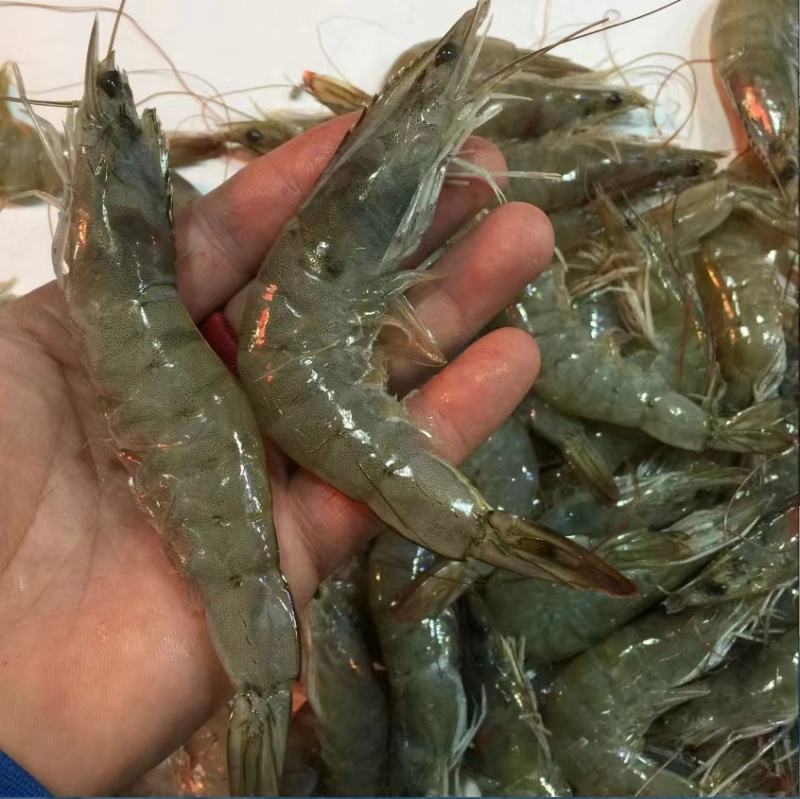 【推荐】南美对白虾苗/量大从优全国包邮