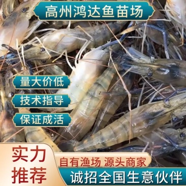 【推荐】罗氏沼虾苗草虾苗河虾苗,欢迎各位老板议价