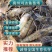 【推荐】罗氏沼虾苗草虾苗河虾苗,欢迎各位老板议价