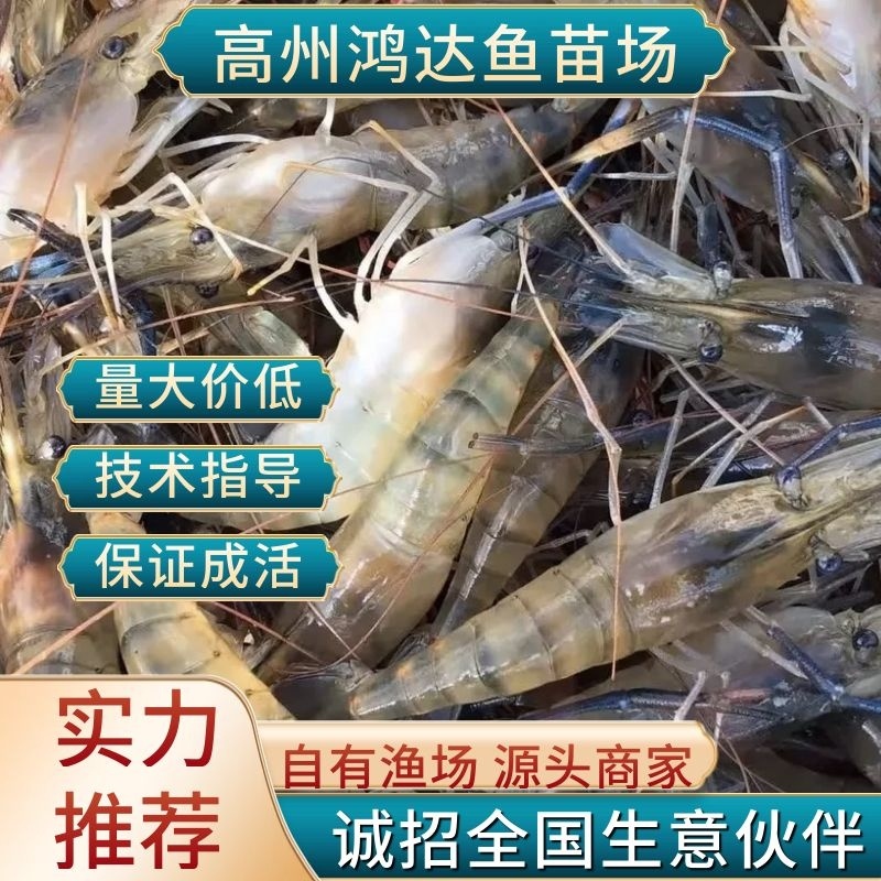 【推荐】罗氏沼虾苗草虾苗河虾苗，欢迎各位老板议价