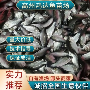 【推荐中科3号鲫鱼苗-中科五号东北鲫鱼苗，超低价全国包邮