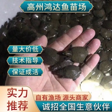 【推荐】中华甲鱼苗/量大从优/价格实惠超低价全国包邮
