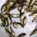 【推荐】淡水石斑魚苗/溪水石斑鱼苗超低价全国包邮
