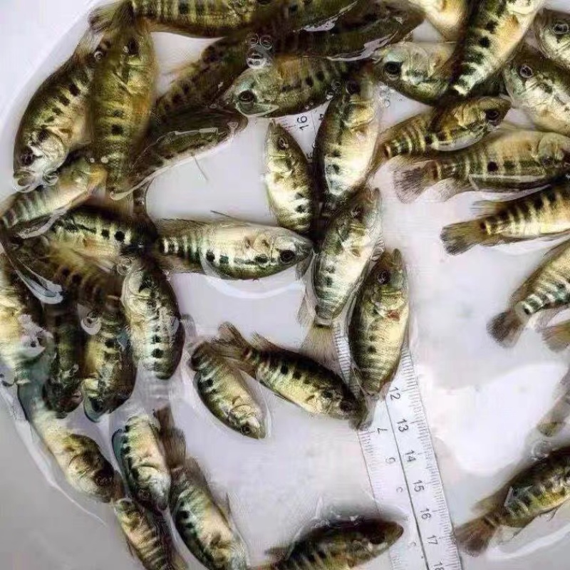 【推荐】淡水石斑魚苗/溪水石斑鱼苗超低价全国包邮