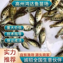 【推荐】淡水石斑魚苗/溪水石斑鱼苗超低价全国包邮