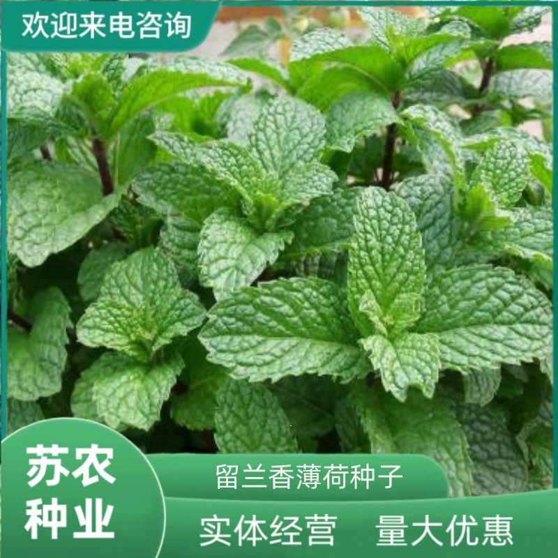 留兰香薄荷种子香水薄荷可食用花坛庭院绿化驱蚊花卉美国薄荷