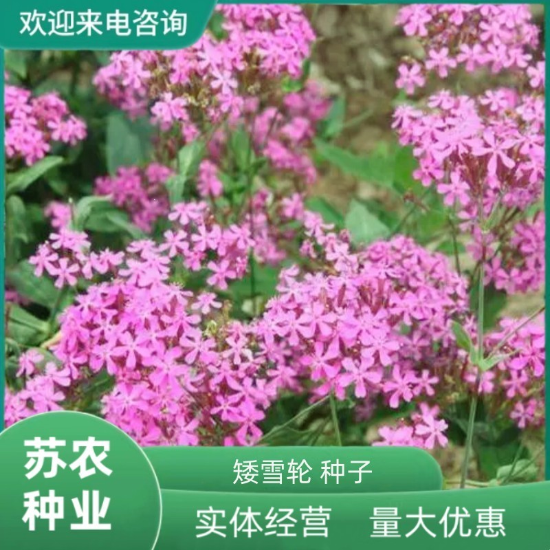 矮雪轮种子高雪伦美人草大蔓樱花四季播种阳台播种花种籽子