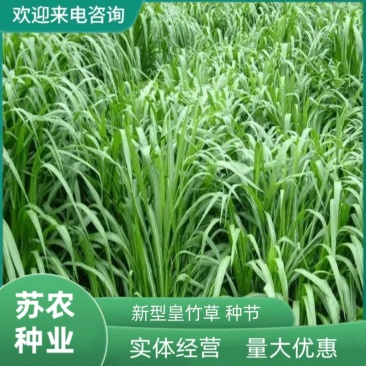 新型皇竹草畜牧养殖高产多年生牧草种子猪马牛羊鸡鸭鹅鱼兔草