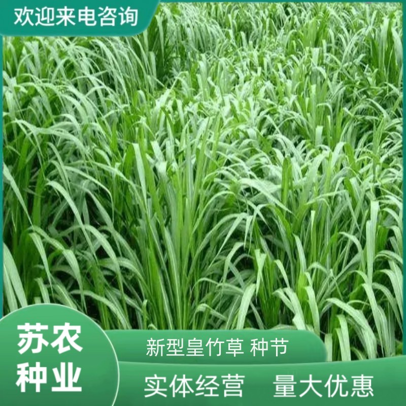 新型皇竹草畜牧养殖高产多年生牧草种子猪马牛羊鸡鸭鹅鱼兔草