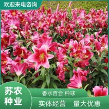 进口香水百合种球带芽大种球室内室外阳台多年生绿植花卉