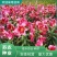 进口香水百合种球带芽大种球室内室外阳台多年生绿植花卉