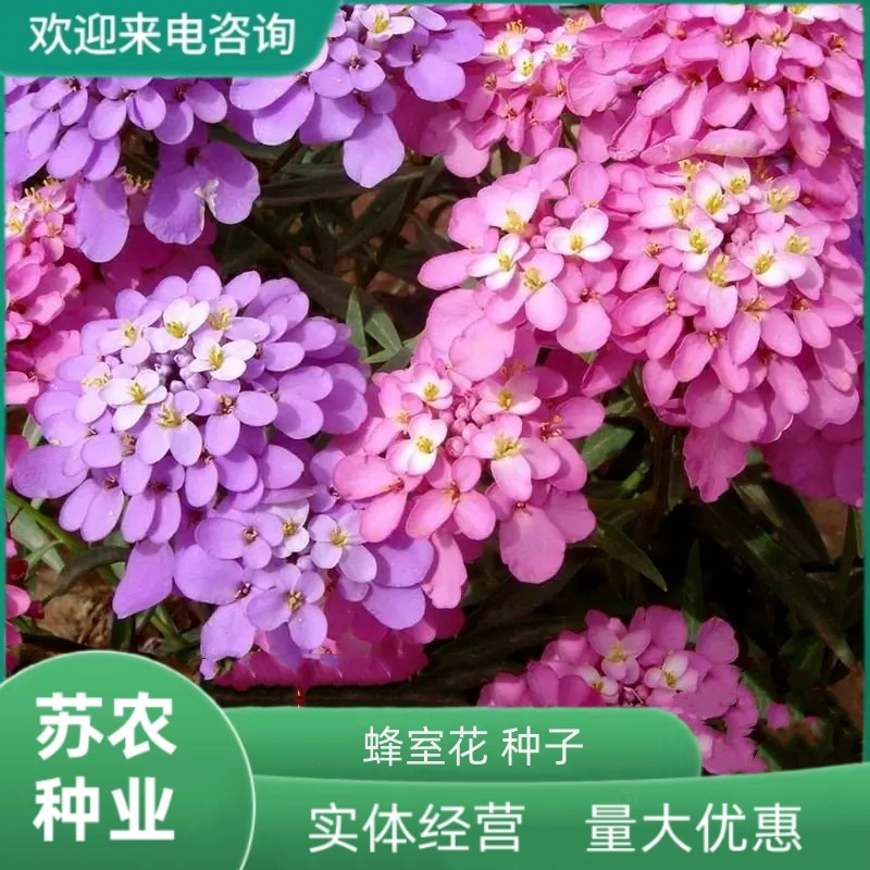 蜂室花种子景观绿化易活四季家庭盆栽阳台园艺花草花海花籽