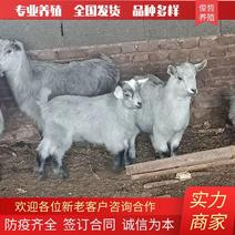 青山羊羊羔母羊种公羊养殖受孕母羊种羊活羊山羊狗羊