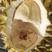 【一件代发】榴莲越南金枕榴莲长期稳定供货品质保证