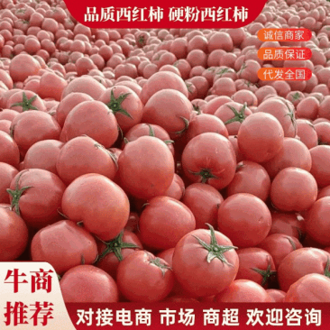 【产地直供】西红柿对接市场商超供应，代购代发全国，电商