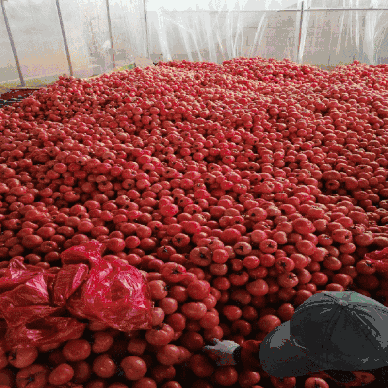 【精品】西红柿产地直销，超市市场直采直供，全国发货