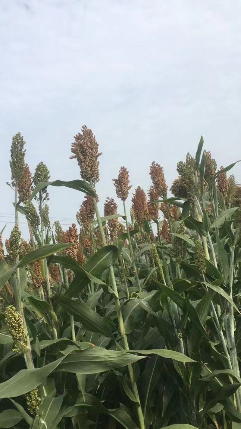 红糯高粱全糯红高粱规格齐全质量上乘全国发货可视频看货