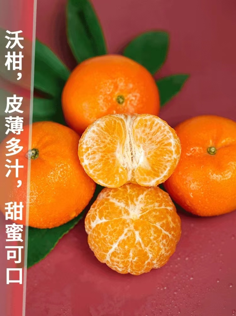 广西沃柑基地直供全国代发欢迎来电咨询