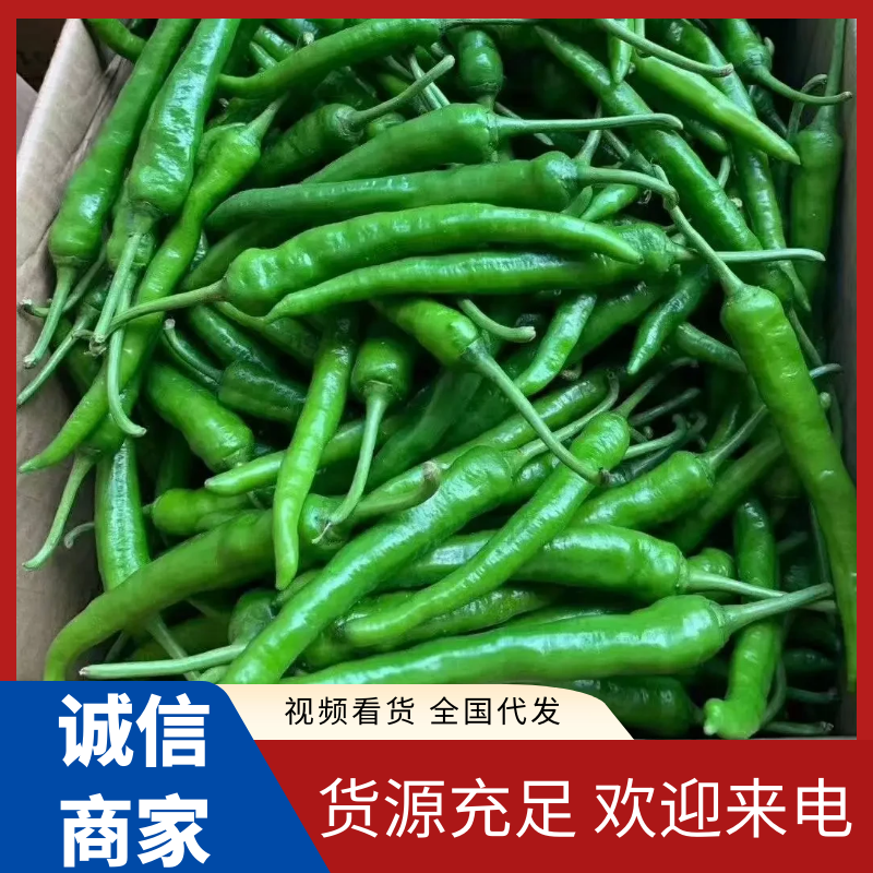 有大量杭椒二号椒出售品种多，质量好，价格优惠，