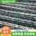 【优质】博白甘蔗广西黑皮甘蔗产地直供货源充足品质优