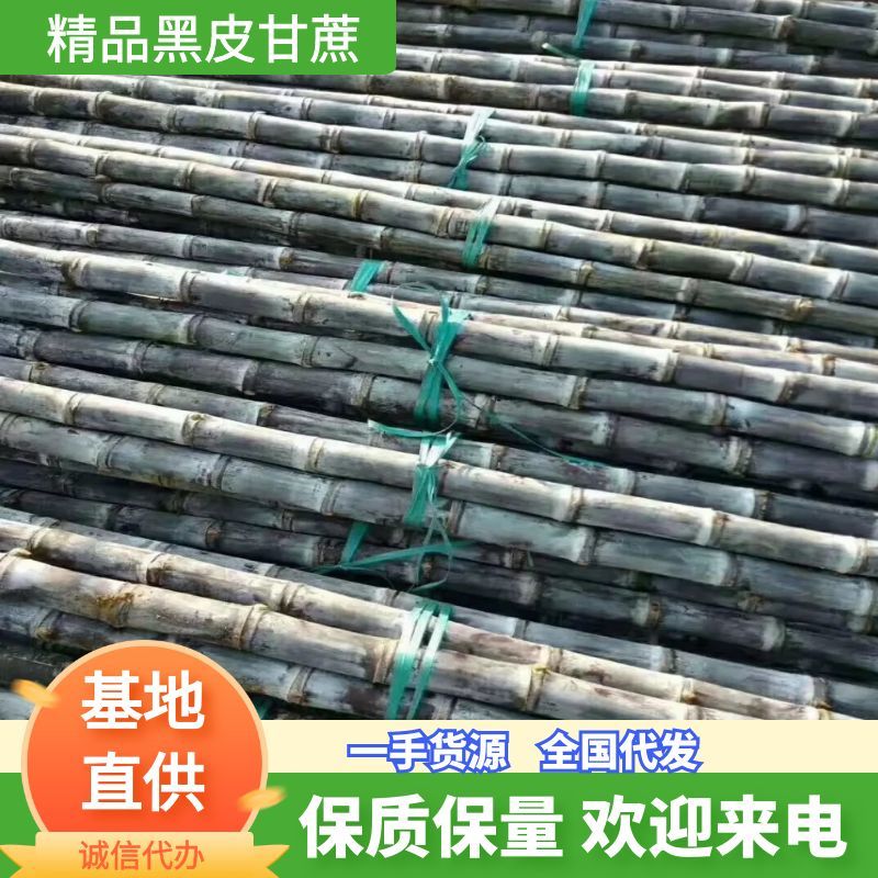 【优质】博白甘蔗广西黑皮甘蔗产地直供货源充足品质优