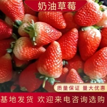 宁玉草莓大量上市产地发货量大从优欢迎来电咨询