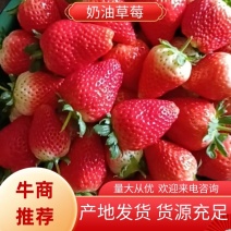 久香奶油草莓大量上市产地发货量大从优欢迎咨询