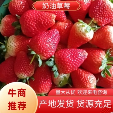 久香奶油草莓大量上市产地发货量大从优欢迎咨询