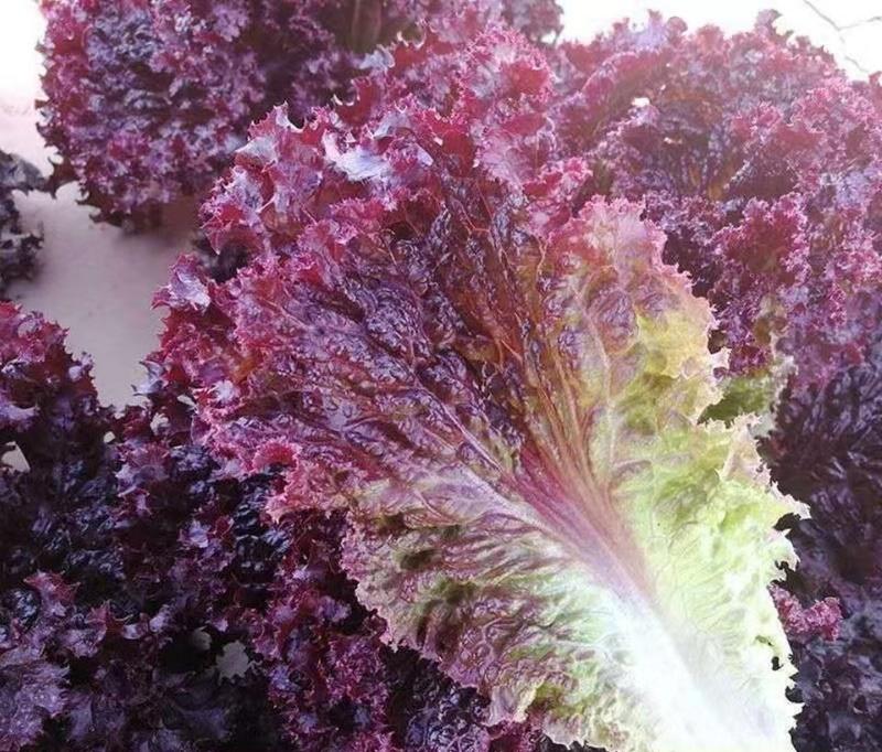 紫妃紫叶生菜种子营养丰富特色时蔬耐寒耐热