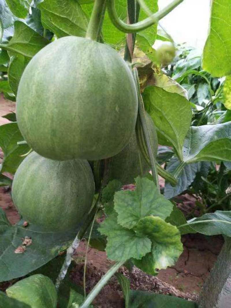 欣宝绿宝石甜瓜种子薄皮绿皮绿肉口感甜脆清香可口