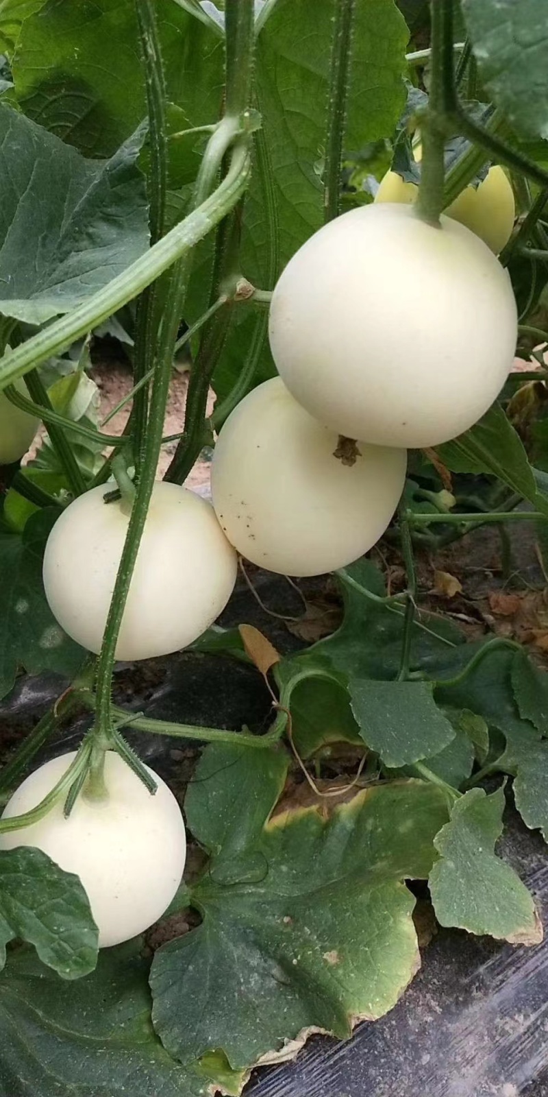 莫顿颜如玉白甜瓜种子早熟白瓤白籽质脆爽口味香甜