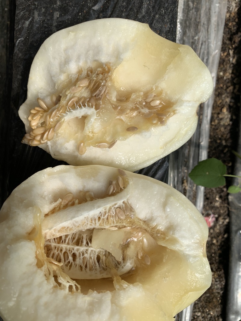 莫顿颜如玉白甜瓜种子早熟白瓤白籽质脆爽口味香甜