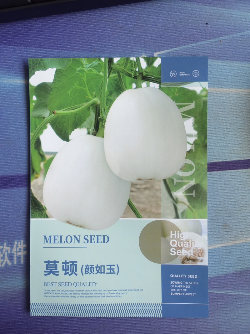 莫顿颜如玉白甜瓜种子早熟白瓤白籽质脆爽口味香甜
