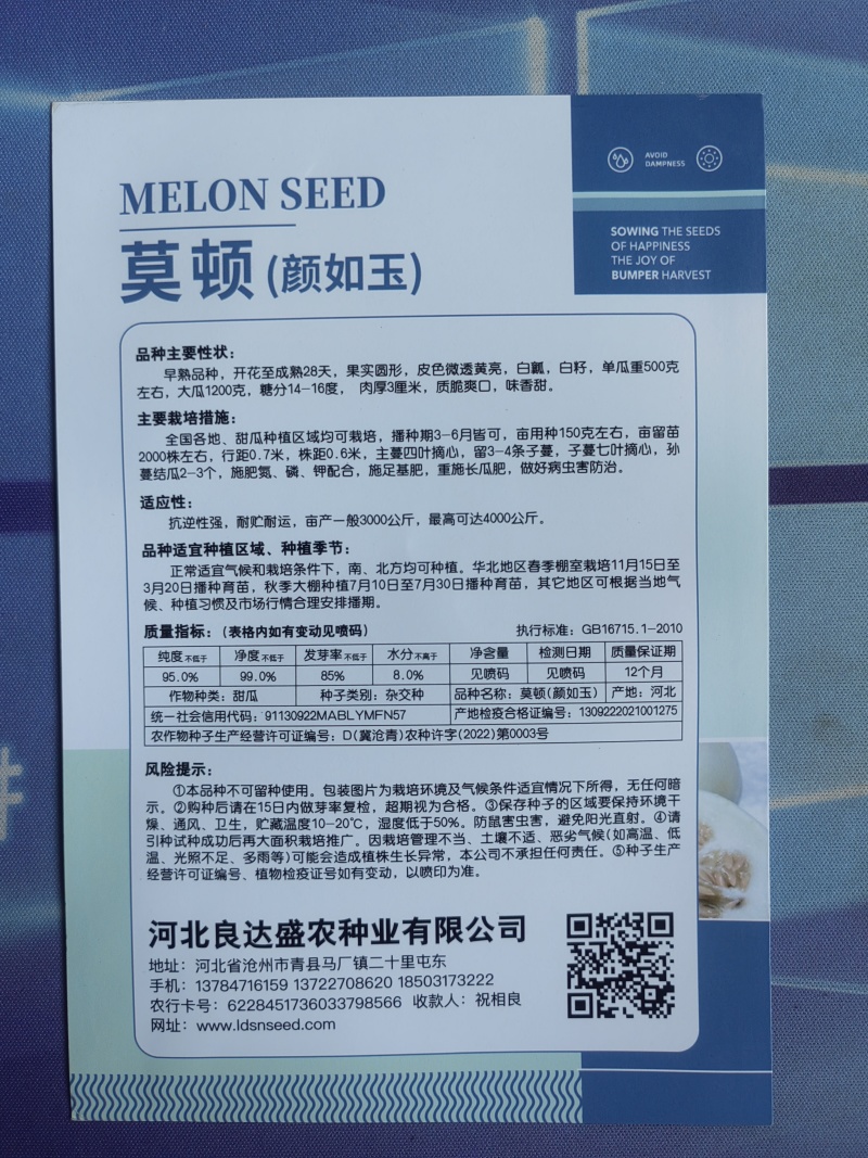 莫顿颜如玉白甜瓜种子早熟白瓤白籽质脆爽口味香甜