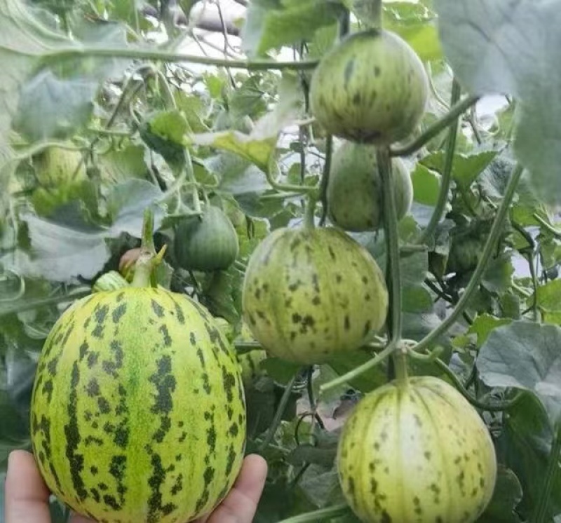 欣宝花冠甜瓜种子早熟高糖肉质多汁香甜酥脆耐贮运