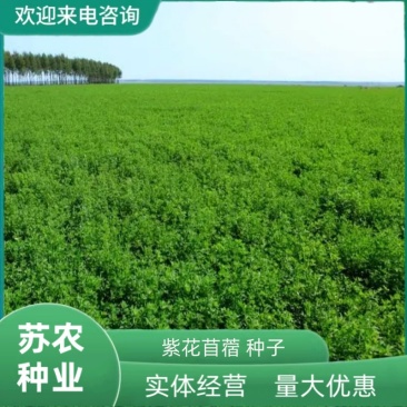 紫花苜蓿种子猪牛羊兔鸡鸭鹅多年生四季养殖牧草苜蓿草籽鱼草