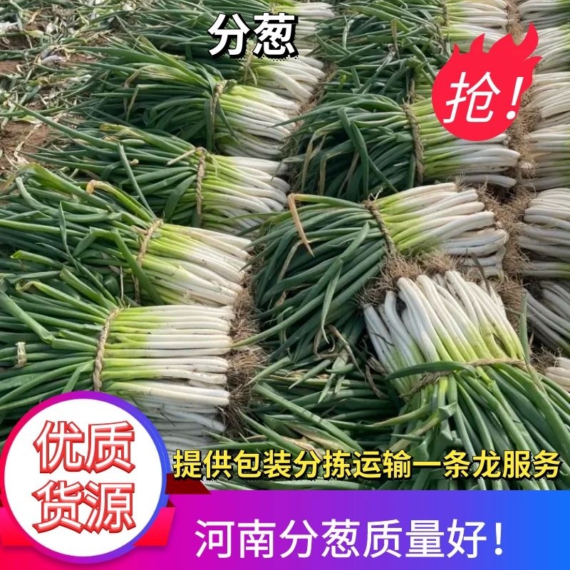 南阳优质黑分葱产地，现有葱地2000余亩，质量上乘。