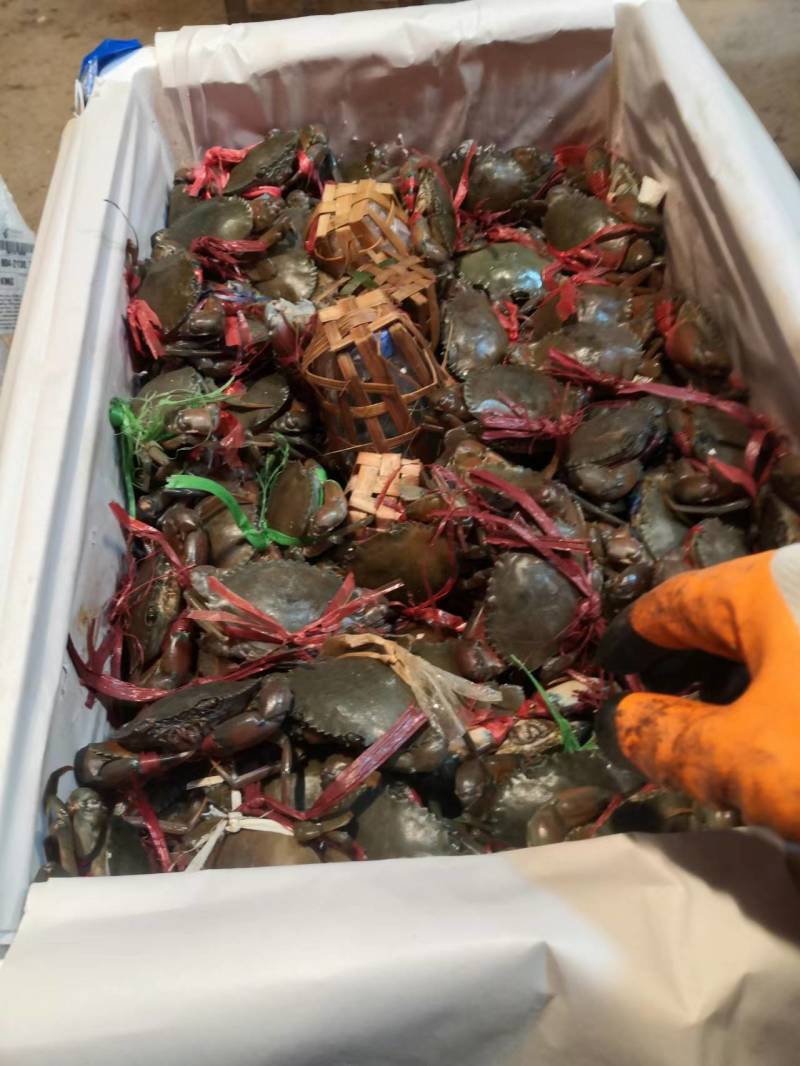 缅甸螃蟹膏蟹批发，锯缘青蟹欢迎大家咨询购买，味道鲜美