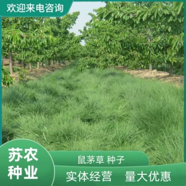 鼠茅草种果园绿肥鼠茅草草种鼠茅草种子鼠毛草种籽