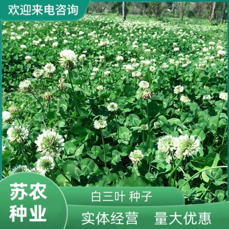 进口三叶草种子红三叶白三叶种籽幸运草四季常青耐寒绿化草坪