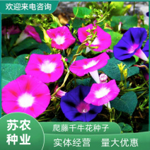 牵牛花种子室内盆栽大花爬藤室外庭院花卉种孑四季开花易种