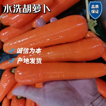 大量供应精品水洗胡萝卜，有需要的新老客户请联系我！
