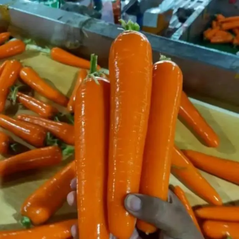 大量供应精品水洗胡萝卜，有需要的新老客户请联系我！