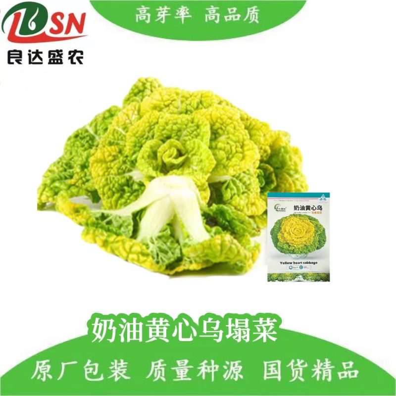 奶油乌塌菜黄芯乌种子耐寒耐抽苔外形美观耐运输