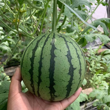 冰糖麒麟西瓜种子早熟质脆多汁皮薄耐高温抗高湿