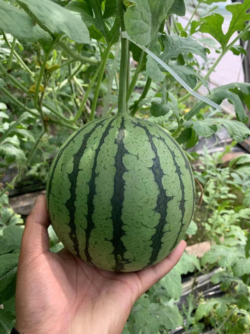 冰糖麒麟西瓜种子早熟质脆多汁皮薄耐高温抗高湿