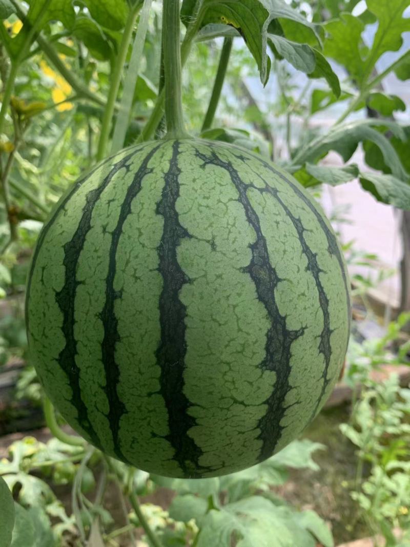 冰糖麒麟西瓜种子早熟质脆多汁皮薄耐高温抗高湿