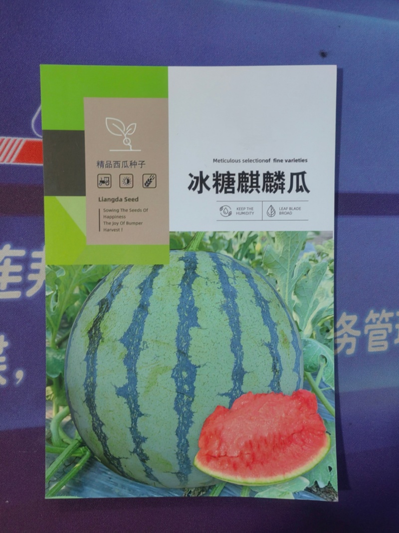冰糖麒麟西瓜种子早熟质脆多汁皮薄耐高温抗高湿